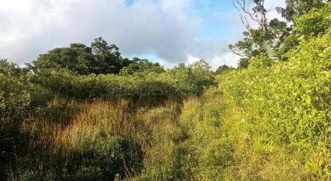 Agricultural land of 14646 m2 for sale in Curepipe, center, Mauritius – LexpressProperty.com | 230941 | Ref01