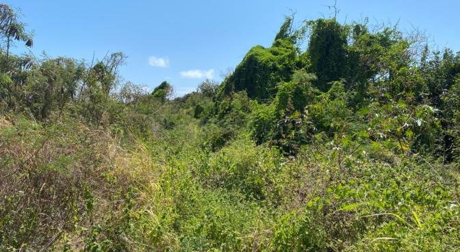 Agricultural land of 5276 m2 for sale in Calodyne, north, Mauritius – LexpressProperty.com | 380365 | Ref01