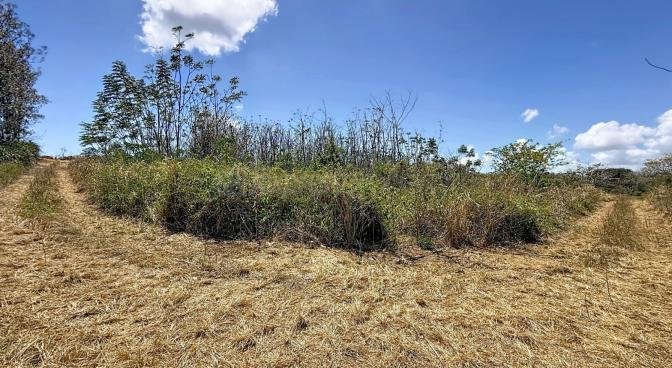 Terrain agricole de 4220.87 m2 en vente à Grand Bay, nord, île Maurice – LexpressProperty.com | 753147 | Ref01