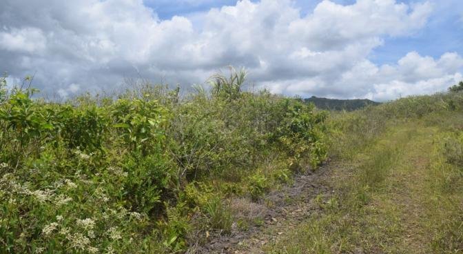 Terrain agricole de 3537 m2 en vente à Bois Chéri, sud, île Maurice – LexpressProperty.com | 760069 | Ref01