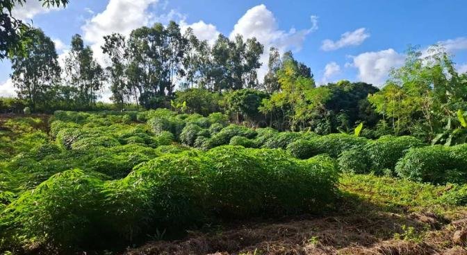 Agricultural land of 4965.12 m2 for sale in Deux Bras, south, Mauritius – LexpressProperty.com | 722333 | Ref01