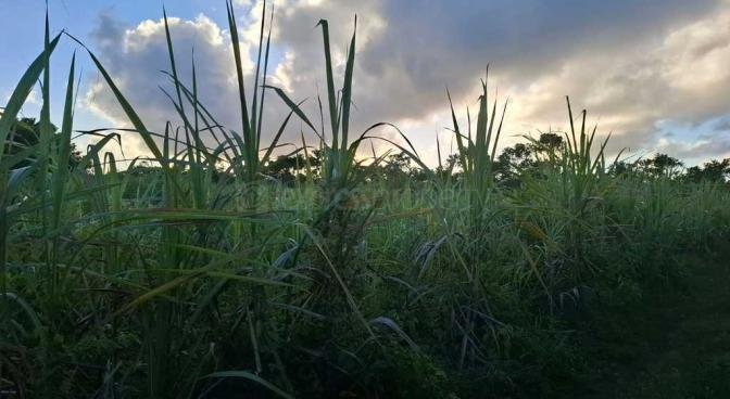 Agricultural land of 4558.68 m2 for sale in La Flora, south, Mauritius – LexpressProperty.com | 722335 | Ref01